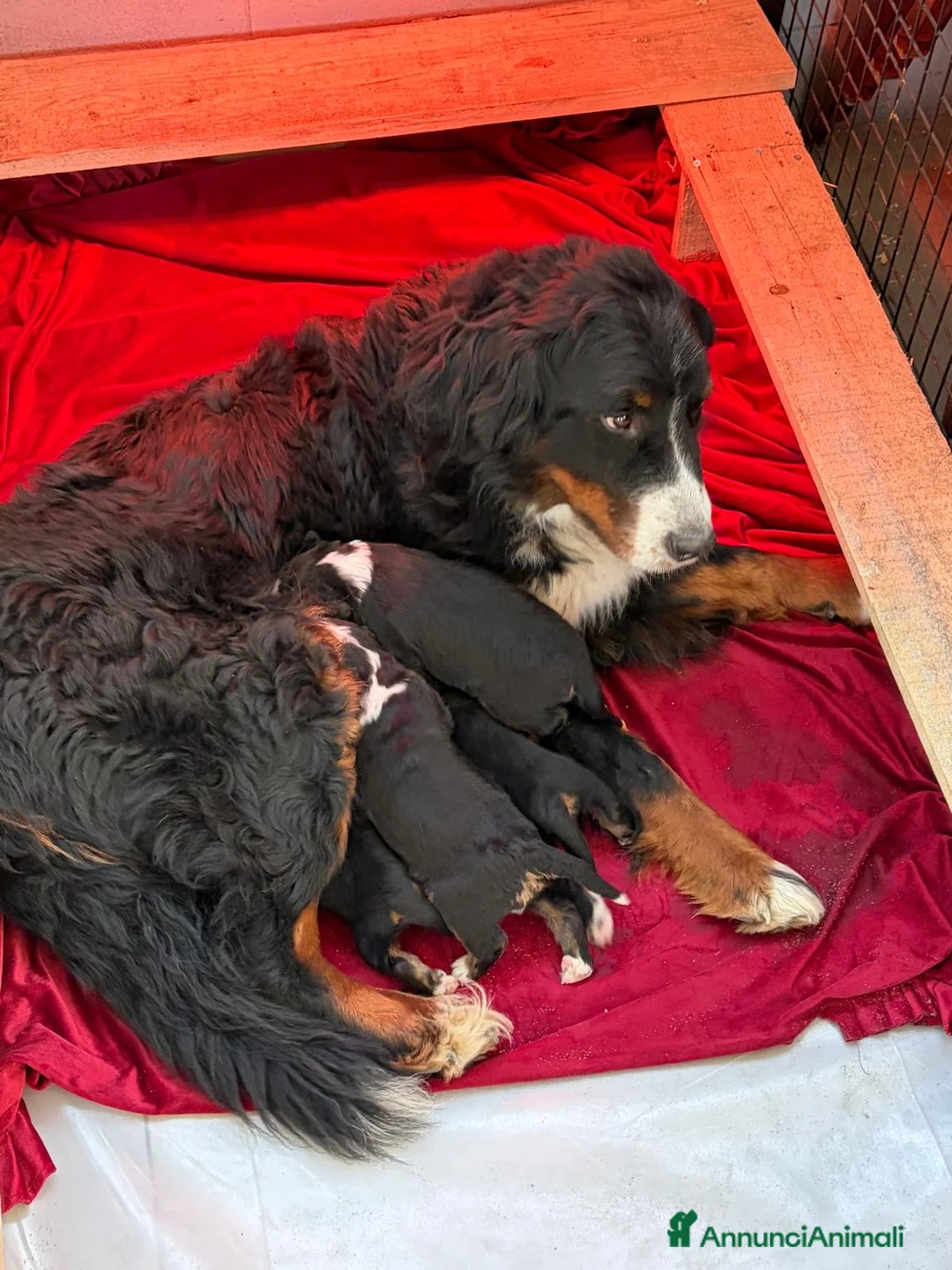 Bovaro del Bernese cani in vendita: CUCCIOLI BOVARO DEL BERNESE - Annuncio 2