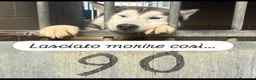 Husky cani in regalo: Uky il cane più triste del canile  a Città metropolitana di Milano - Annuncio 1