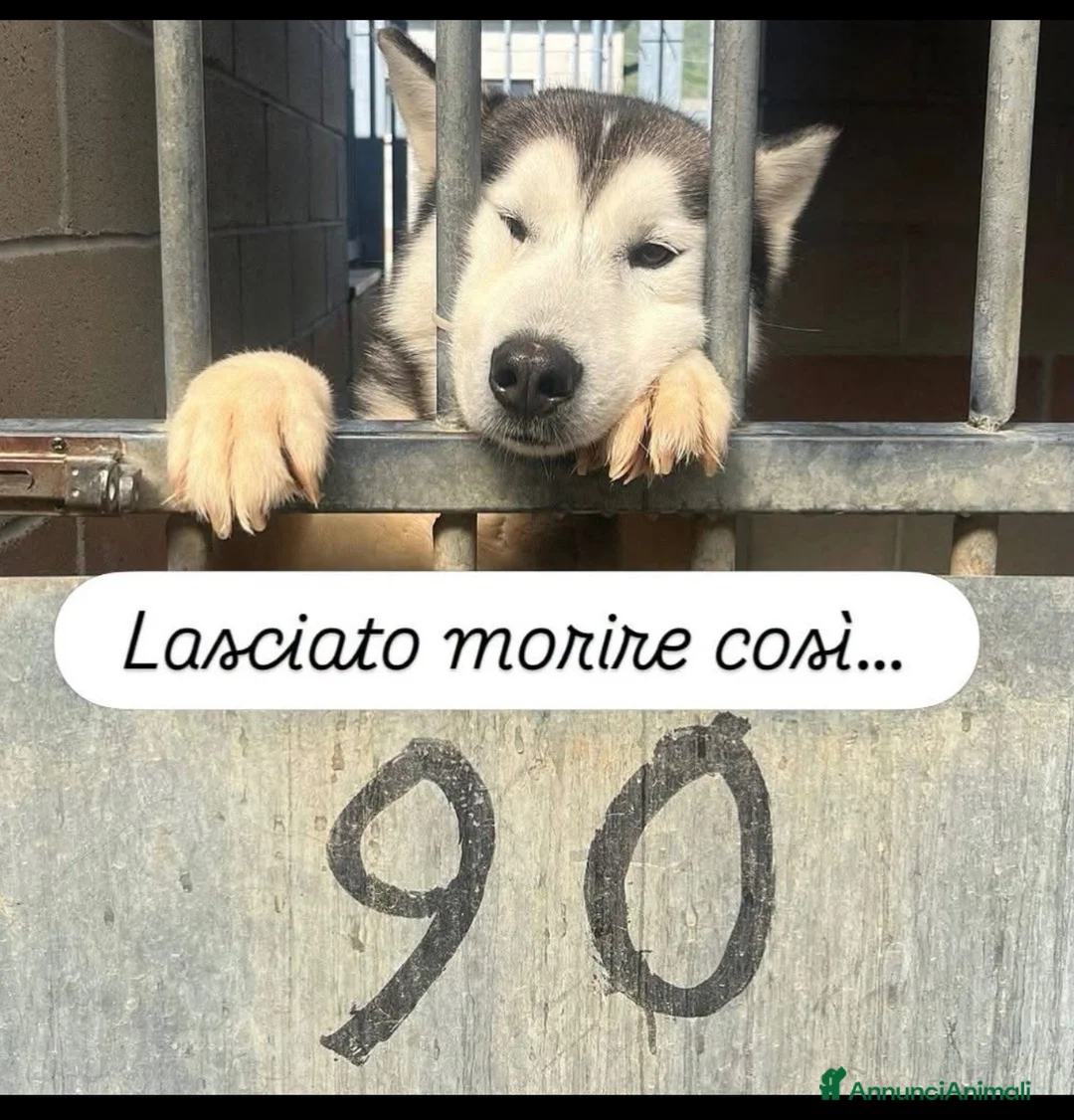 Husky cani in regalo: Uky il cane più triste del canile  a Città metropolitana di Milano - Annuncio 1