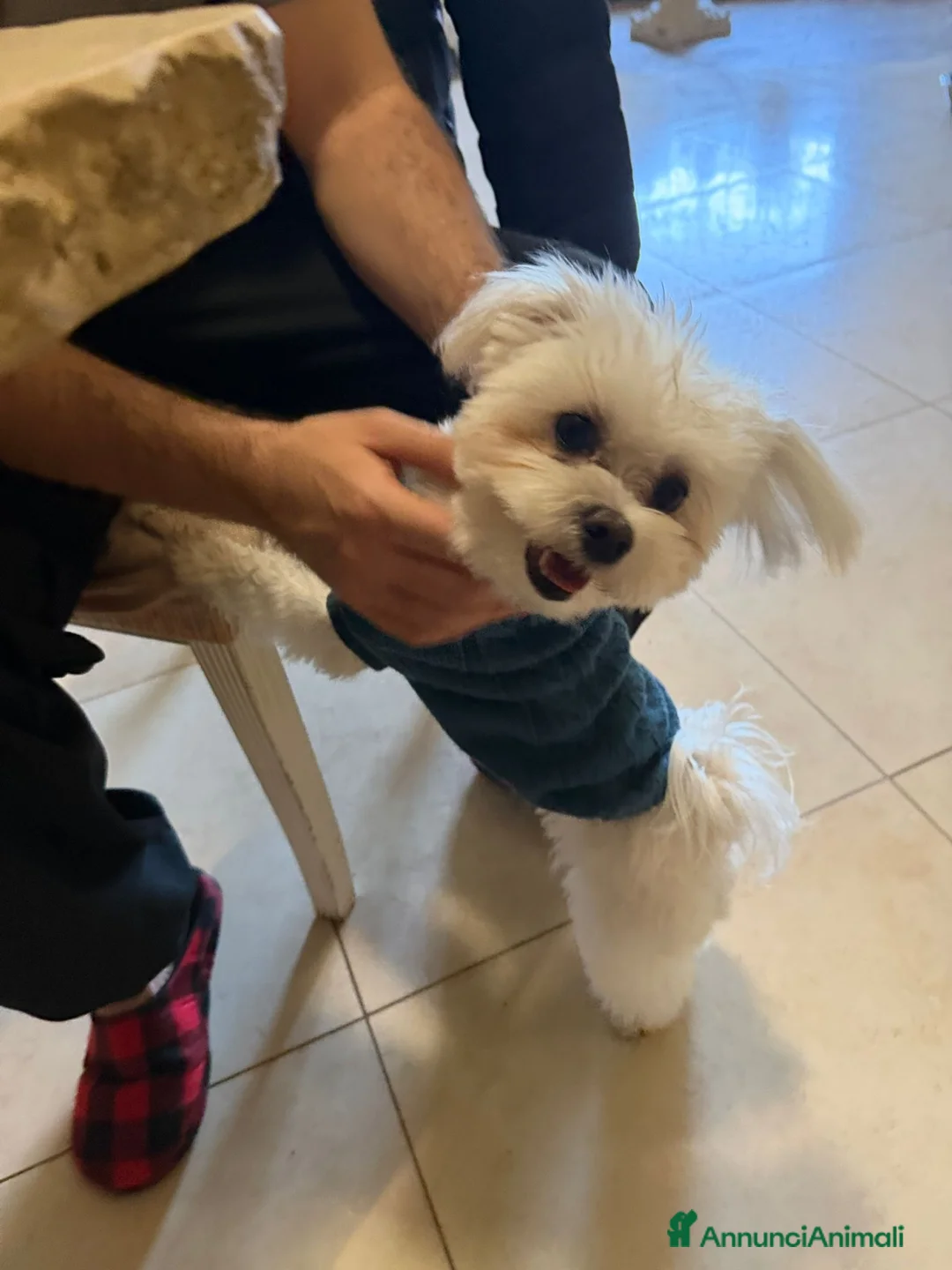 Maltese cani per accoppiamento: Compagna per accoppiare maltese puro di 2 anni a Città metropolitana di Roma Capitale - Annuncio 1