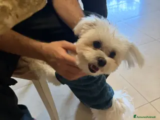 Maltese cani Compagna per accoppiare maltese puro di 2 anni - Annuncio 2