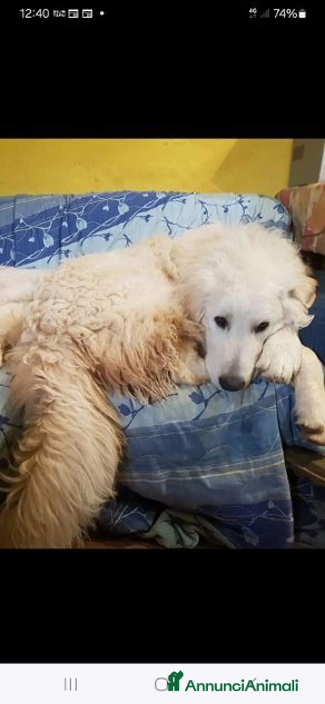 Pastore Abbruzzese Maremmano cani in regalo: ROMEO buono ed affettuoso a Provincia di Livorno - Annuncio 2