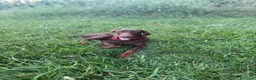 Dobermann cani in vendita: Dobermann maschio marrone fiammato a Provincia di Lecco - Annuncio 12