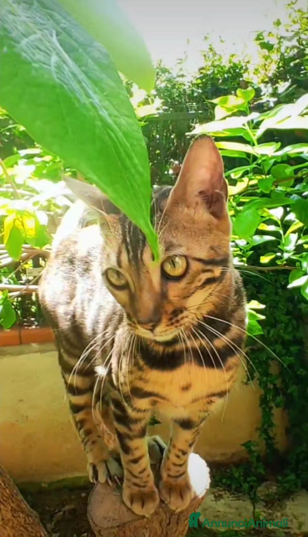 Bengala gatti in vendita: Dolcissima gattina Bengala  - Annuncio 1