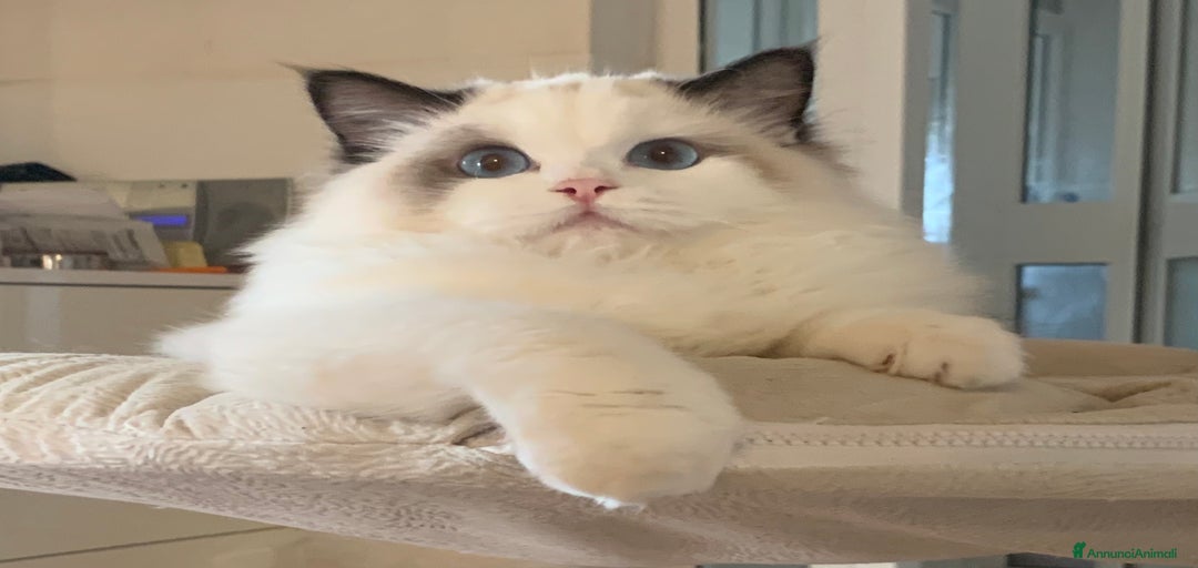 Immagine della galleria {{count}}