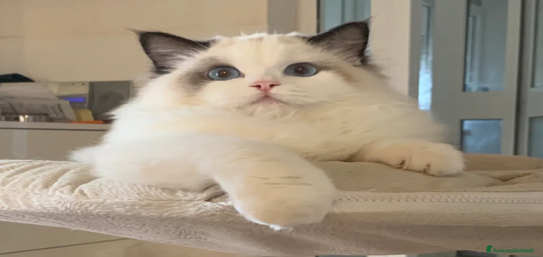 Immagine della galleria {{count}}