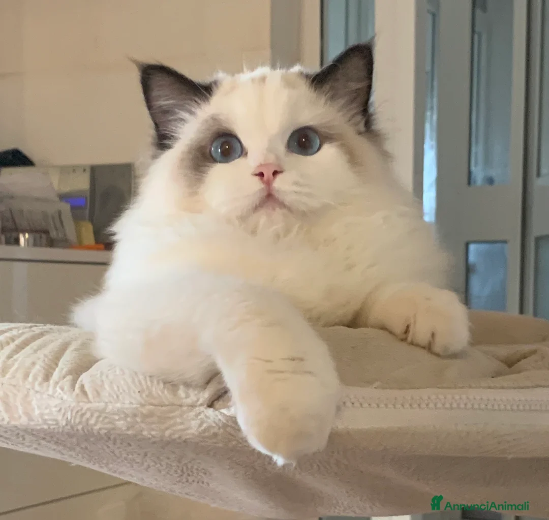 Immagine della galleria {{count}}