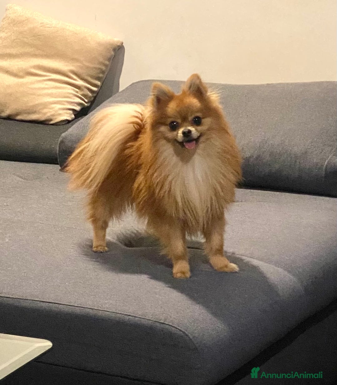 Volpino Pomerania cani per accoppiamento: Justin cerca compagna  a Città metropolitana di Milano - Immagine 3