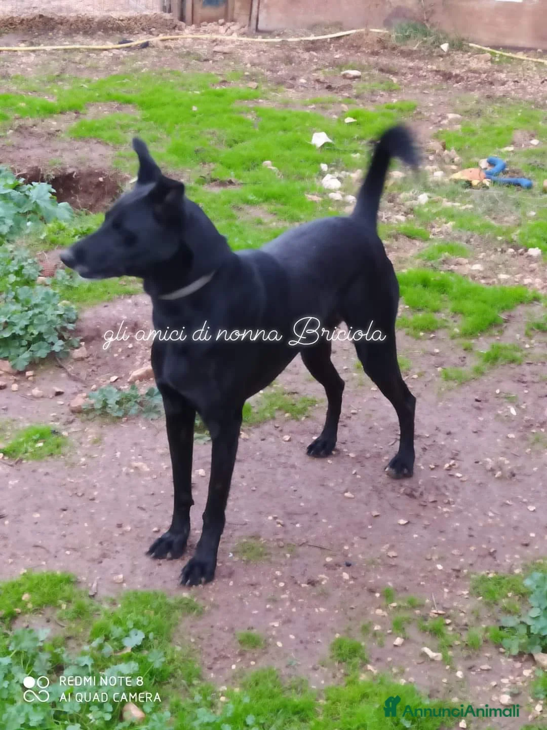 Meticcio cani in regalo: Arya e Sansa carattere meraviglioso - Annuncio 1