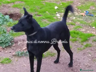 Meticcio cani Arya e Sansa carattere meraviglioso - Annuncio 4