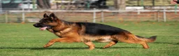 Pastore Tedesco cani in vendita: Allevamento di Terra Scura a Provincia di Salerno - Annuncio 22