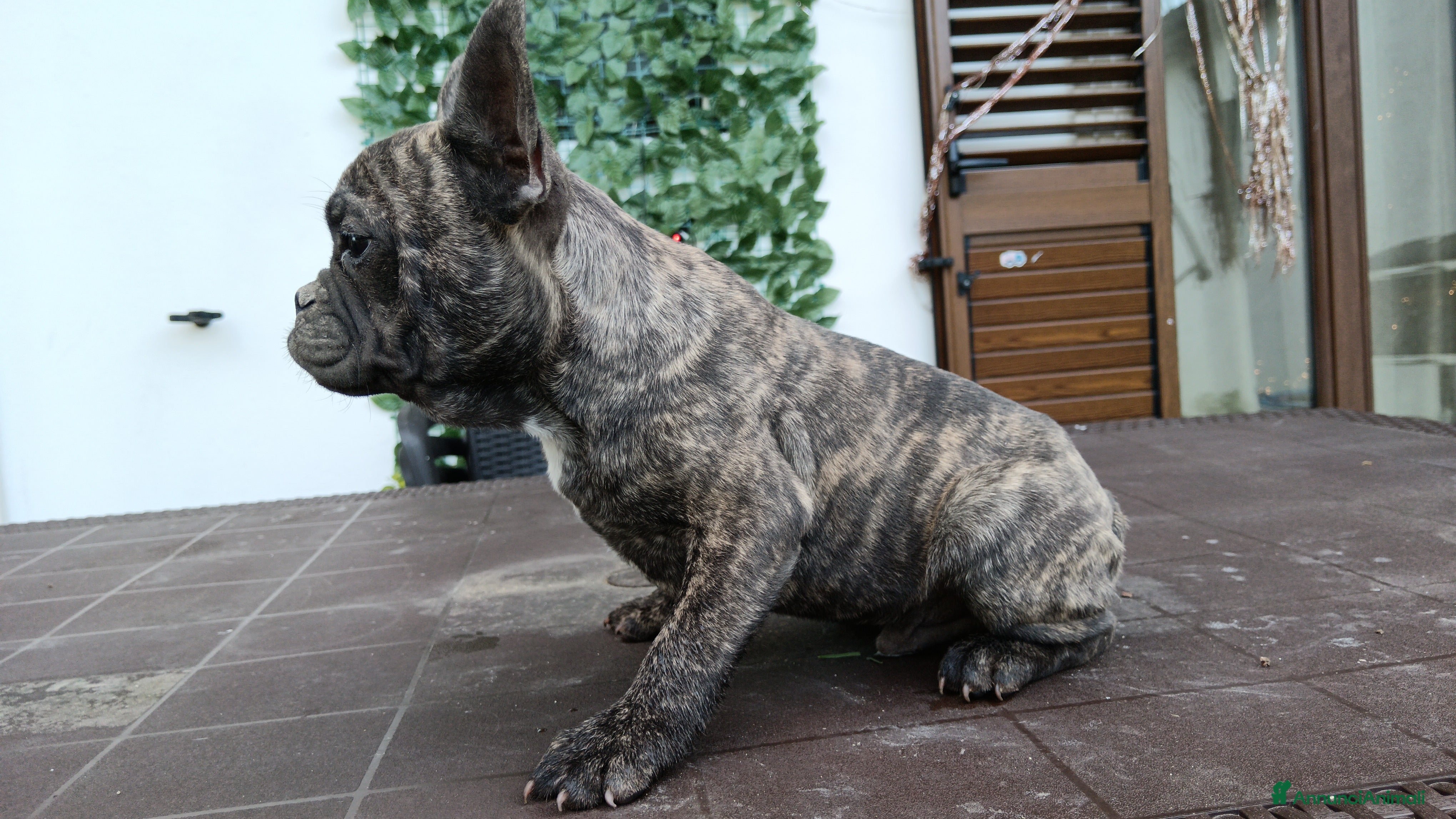 Bulldog Francese cani Bulldog francese  - Annuncio 2