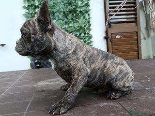 Bulldog Francese cani Bulldog francese - Annuncio 1