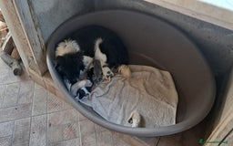 Border Collie cani in vendita: Cuccioli di Border Collie a Città metropolitana di Palermo - Immagine 2