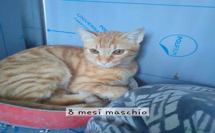 Altre razze gatti - Annuncio 16