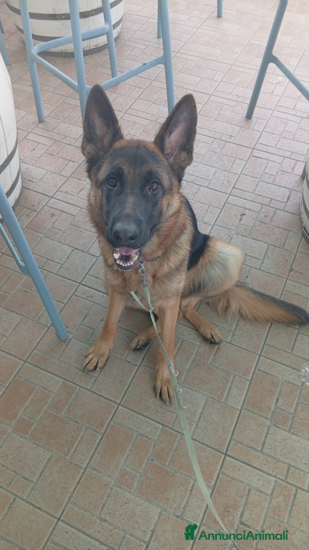 Pastore Tedesco cani in vendita: splendida cucciola  - Annuncio 1