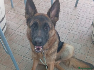 Pastore Tedesco cani splendida cucciola - Annuncio 1