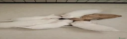 Chihuahua cani in vendita: Chihuahua maschi - Annuncio 3
