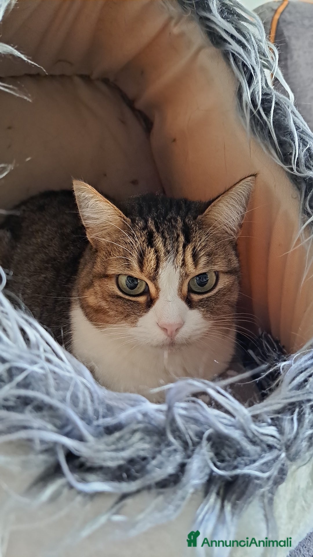 Europeo gatti in regalo: Gattini desiderosi di trovare famiglia  - Annuncio 11