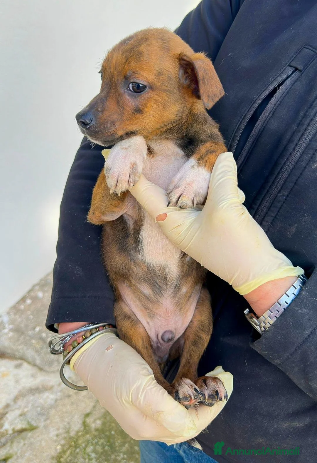 Meticcio cani in regalo: KIKO 💙 - cucciolo che cerca una famiglia 🙏🏻🥺 - Annuncio 4