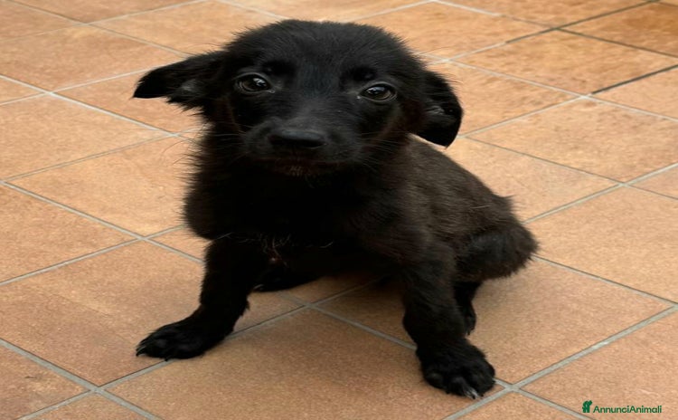 Meticcio cani a Provincia di Teramo - Annuncio 11