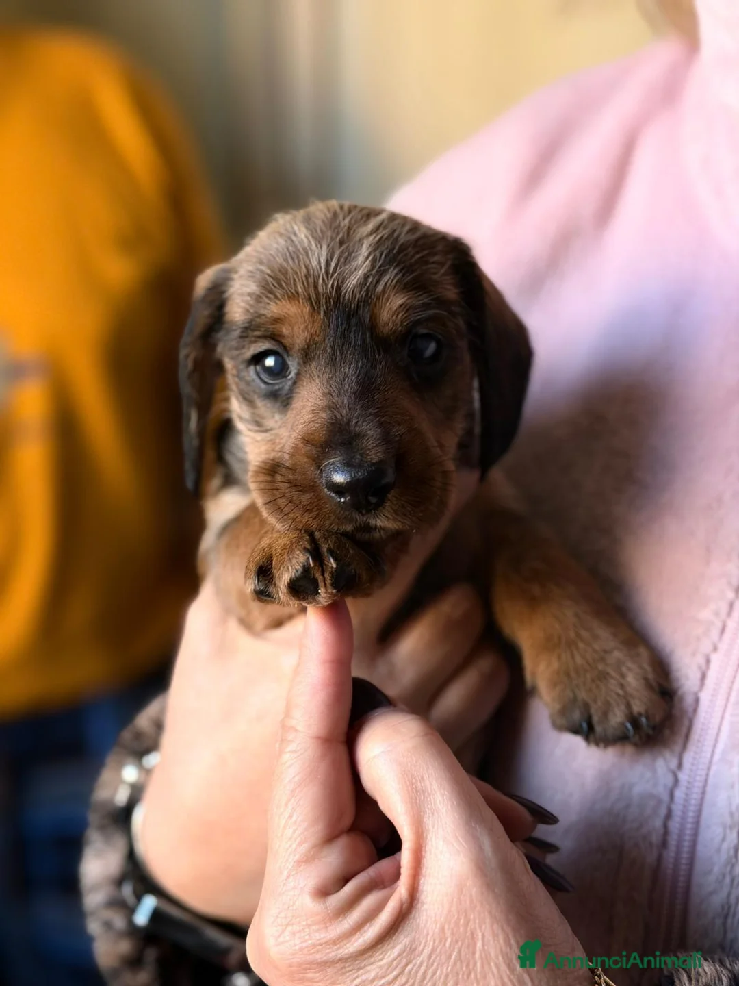 Bassotto cani in vendita: Bassotti fogliasecca pelo duro - Annuncio 2