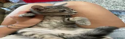 Meticcio gatti in vendita: Gattino grigio  - Annuncio 2