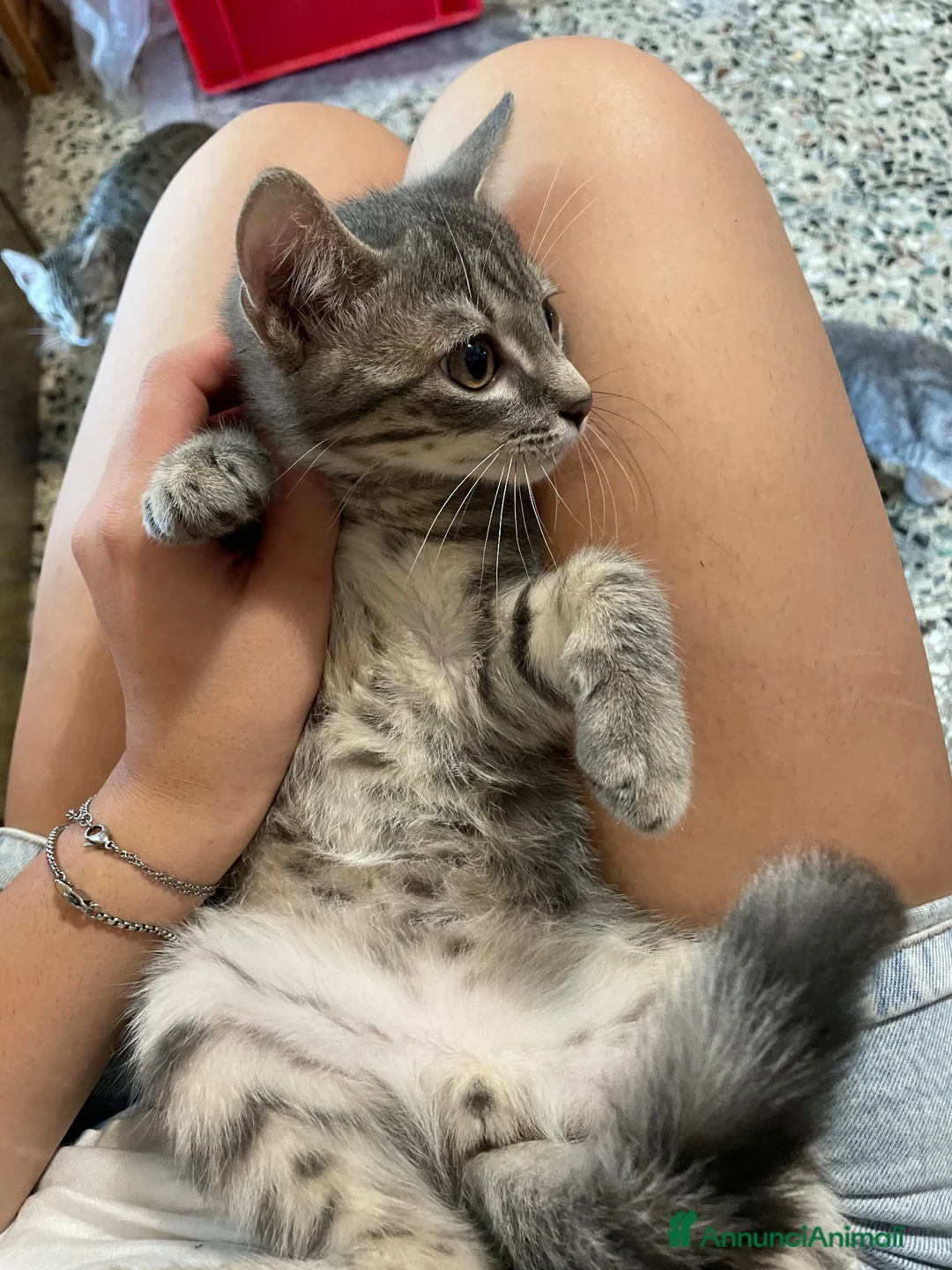 Meticcio gatti in vendita: Gattino grigio  - Annuncio 2