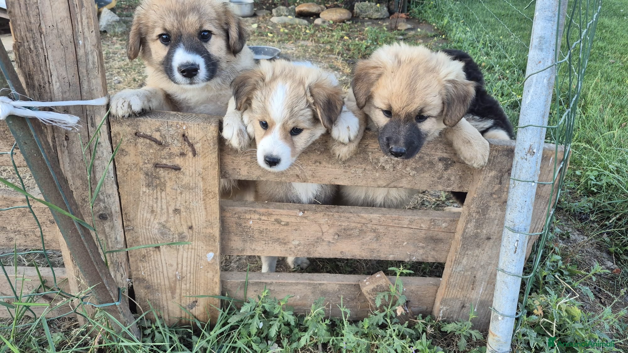 Meticcio cani Regalo cuccioli - Annuncio 2