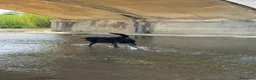 Labrador cani in vendita: labrador maschio REGALO - Annuncio 3