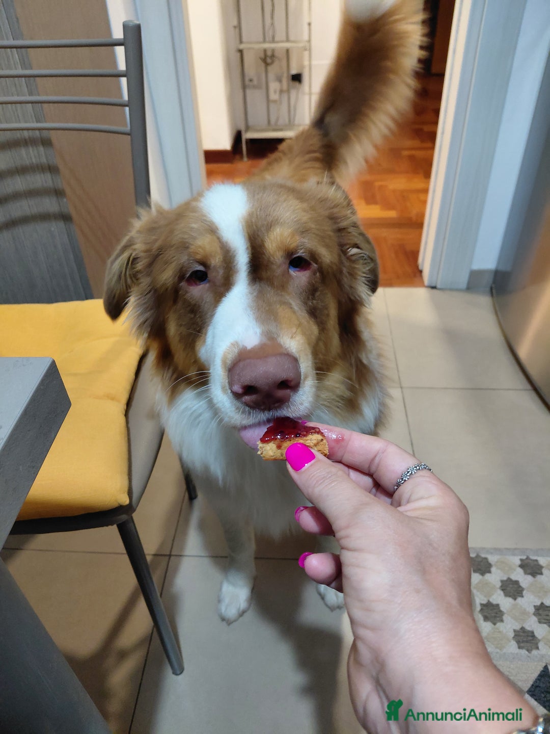 Australian Shepherd cani per accoppiamento: Pastore australiano  - Annuncio 26