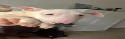 Bull Terrier cani in vendita: ‼️DISPONIBILI CUCCIOLI BULL TERRIER STANDARD ‼️ - Annuncio 9