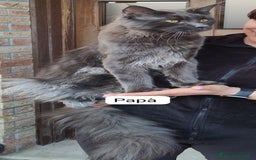 Maine Coon gatti in vendita: Cuccioli Maine Coon a Provincia di Treviso - Immagine 8