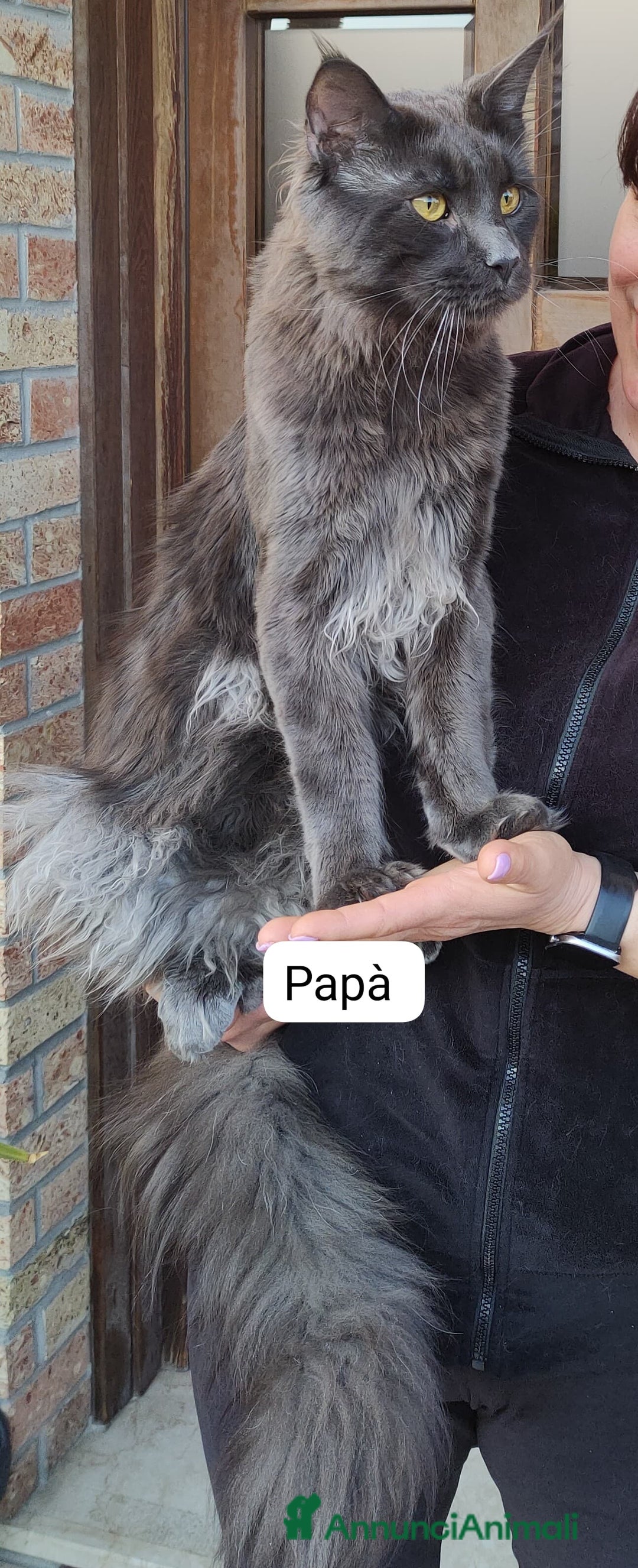 Maine Coon gatti in vendita: Cuccioli Maine Coon a Provincia di Treviso - Immagine 8