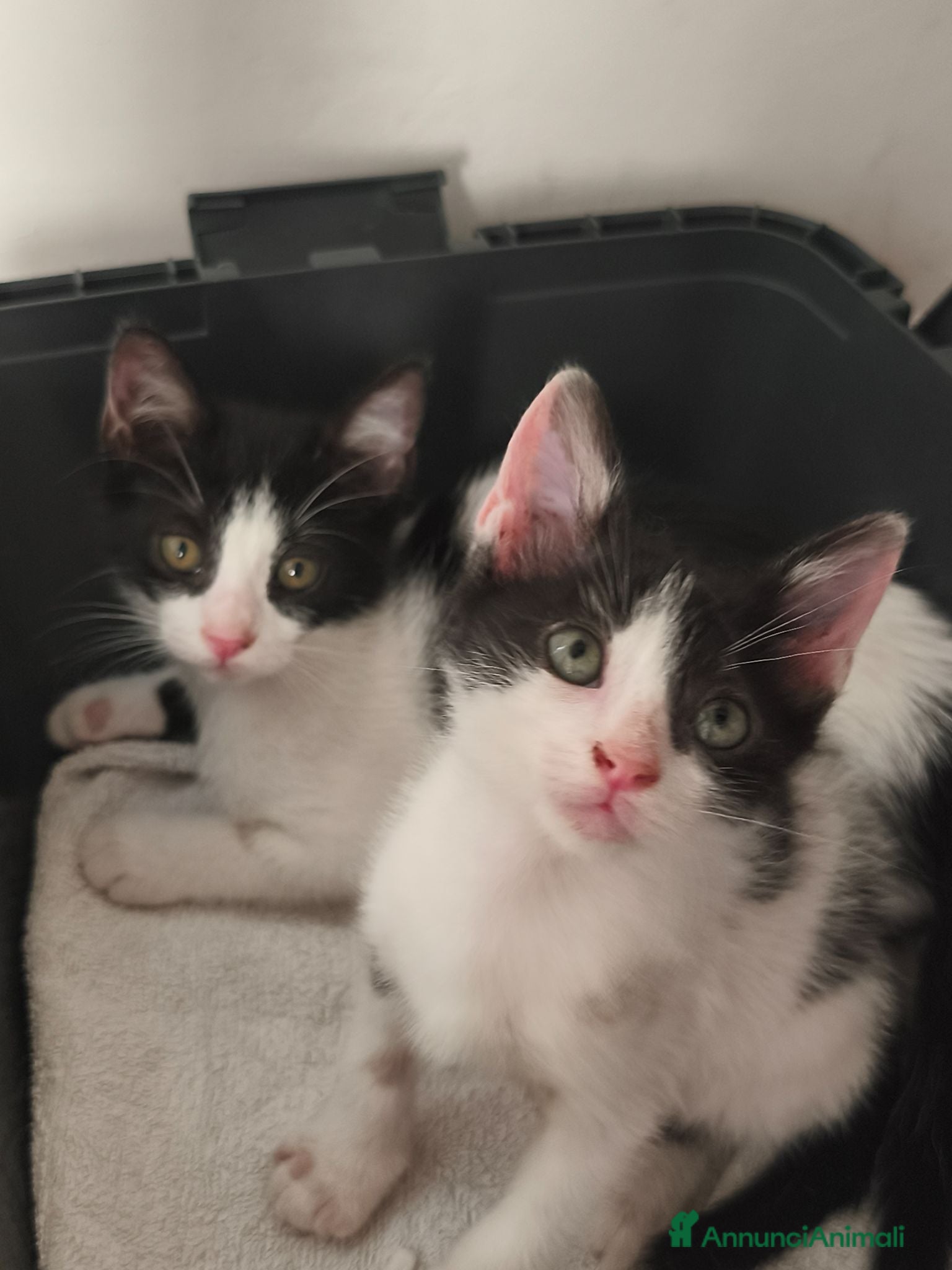 Meticcio gatti Zac e Iris  - Annuncio 36