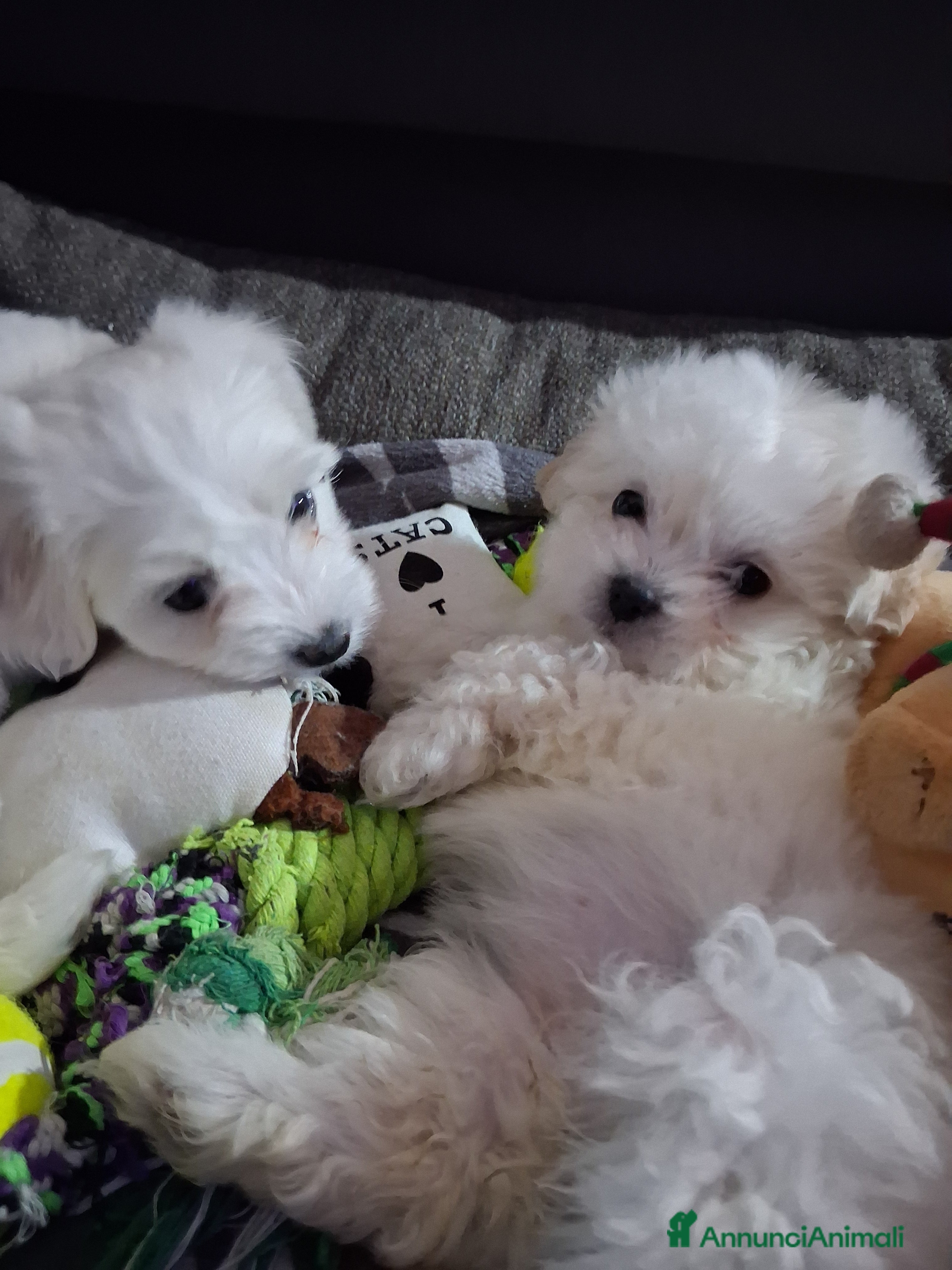 Maltese cani Cucciole Maltese - Annuncio 5