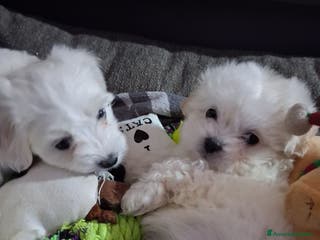 Maltese cani Cucciole Maltese - Annuncio 5