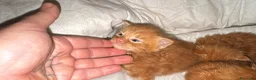 Maine Coon gatti in vendita: Maine coon cuccioli (Austin X Bastet) - Annuncio 7
