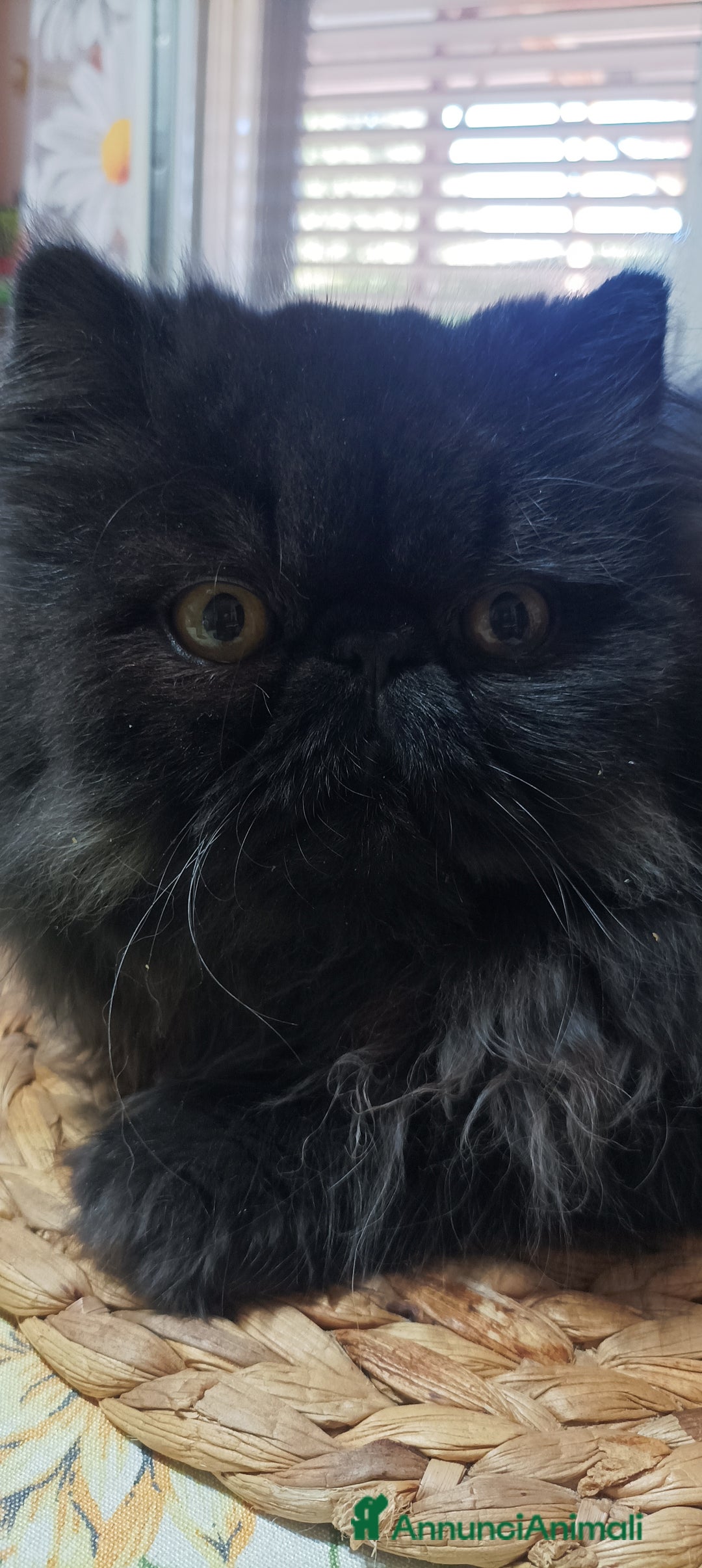 Persiano gatti in vendita: Persiano Nero  - Annuncio 4