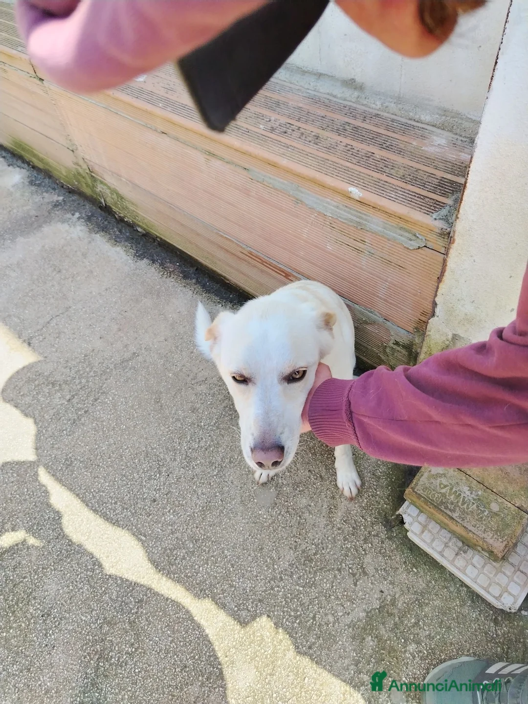 Meticcio cani in regalo: 15 chili, bello, intelligente, simpatico   - Annuncio 2