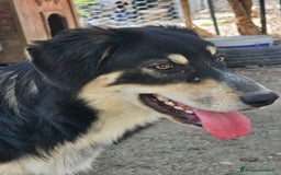 Meticcio cani in regalo: ASTRO  - Immagine 4