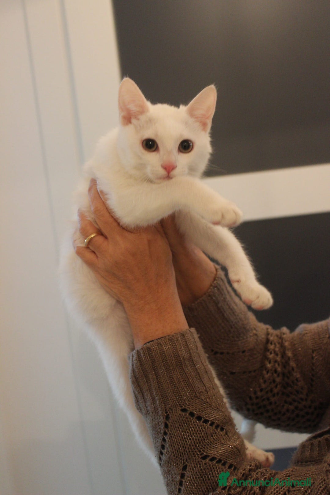 Meticcio gatti in regalo: GATTINI AMOREVOLI - Annuncio 3