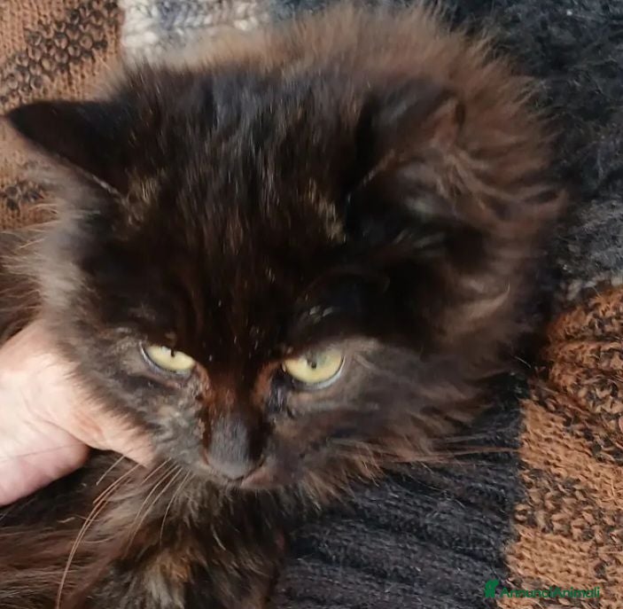 Meticcio gatti Regalo gatto gattino animale  - Annuncio 9