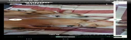 Chihuahua cani in vendita: Chihuahua urgente a brave persone - Annuncio 1