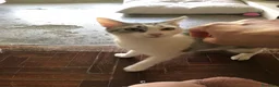 Meticcio gatti in regalo: Viola e Ciambella bellissime micine cercano casa! - Annuncio 14