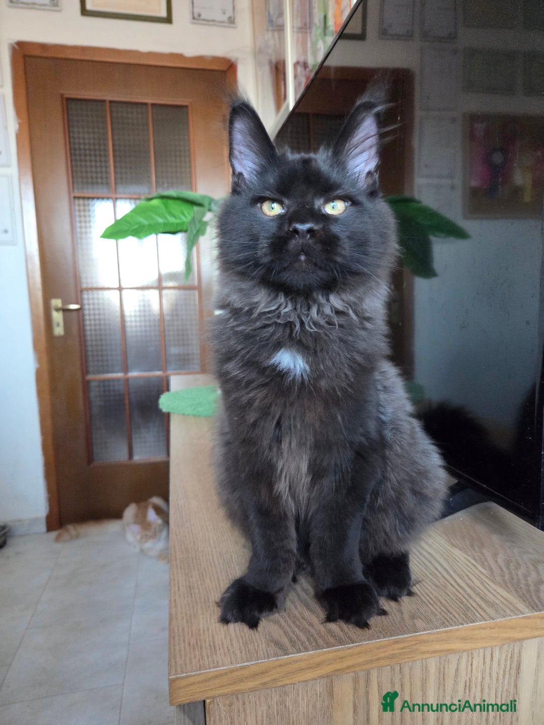 Maine Coon gatti in vendita: Ultimi 4 cuccioli Maine Coon - Annuncio 3