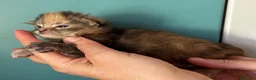 Maine Coon gatti in vendita: Maine Coon  - Annuncio 3