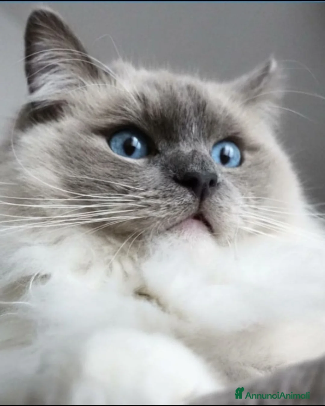 Ragdoll gatti in vendita: Cuccioli di ragdolls altissima genealogia - Annuncio 2