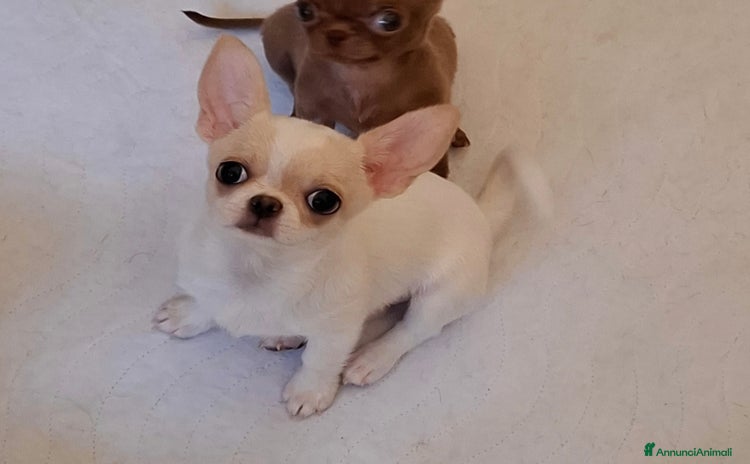 Chihuahua cani a Città metropolitana di Roma Capitale - Annuncio 2