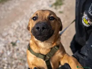 American Bully cani Andreas - Annuncio 1